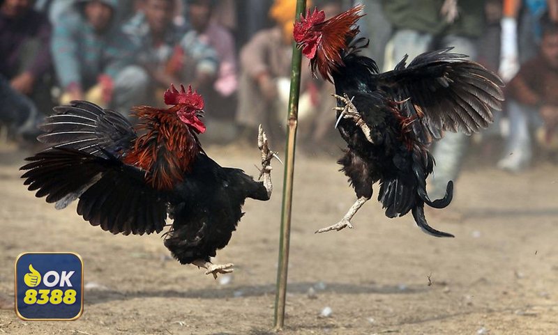 Đá Gà Cựa Sắt - Hạng cân và kiểm tra chiến kê trước giờ lên sới