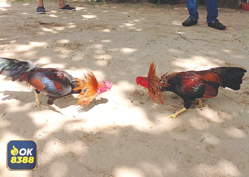 Đá Gà Thomo - Trải nghiệm sảnh đá gà ok8388 cho người mới
