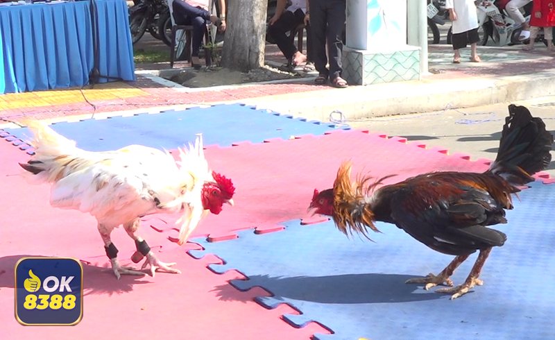 Đá Gà Cựa Sắt - Từ văn hóa dân gian đến trải nghiệm số