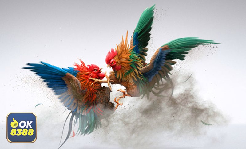 Đá Gà Thomo - Cựa tròn: thiên về kỹ thuật và độ bền